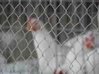 Poultry Chain Link Jali - 1.25 Inch X 1.25 Inch, 16 Gauge | Robust Wire Mesh Design, Durable For Long-lasting Use In Poultry Applications