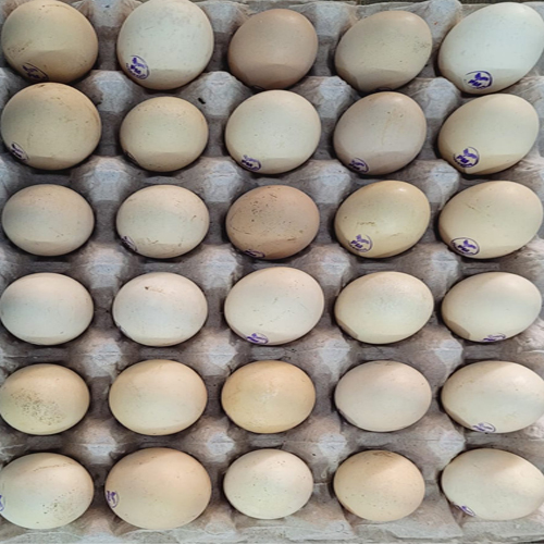 30 Eggs Tray