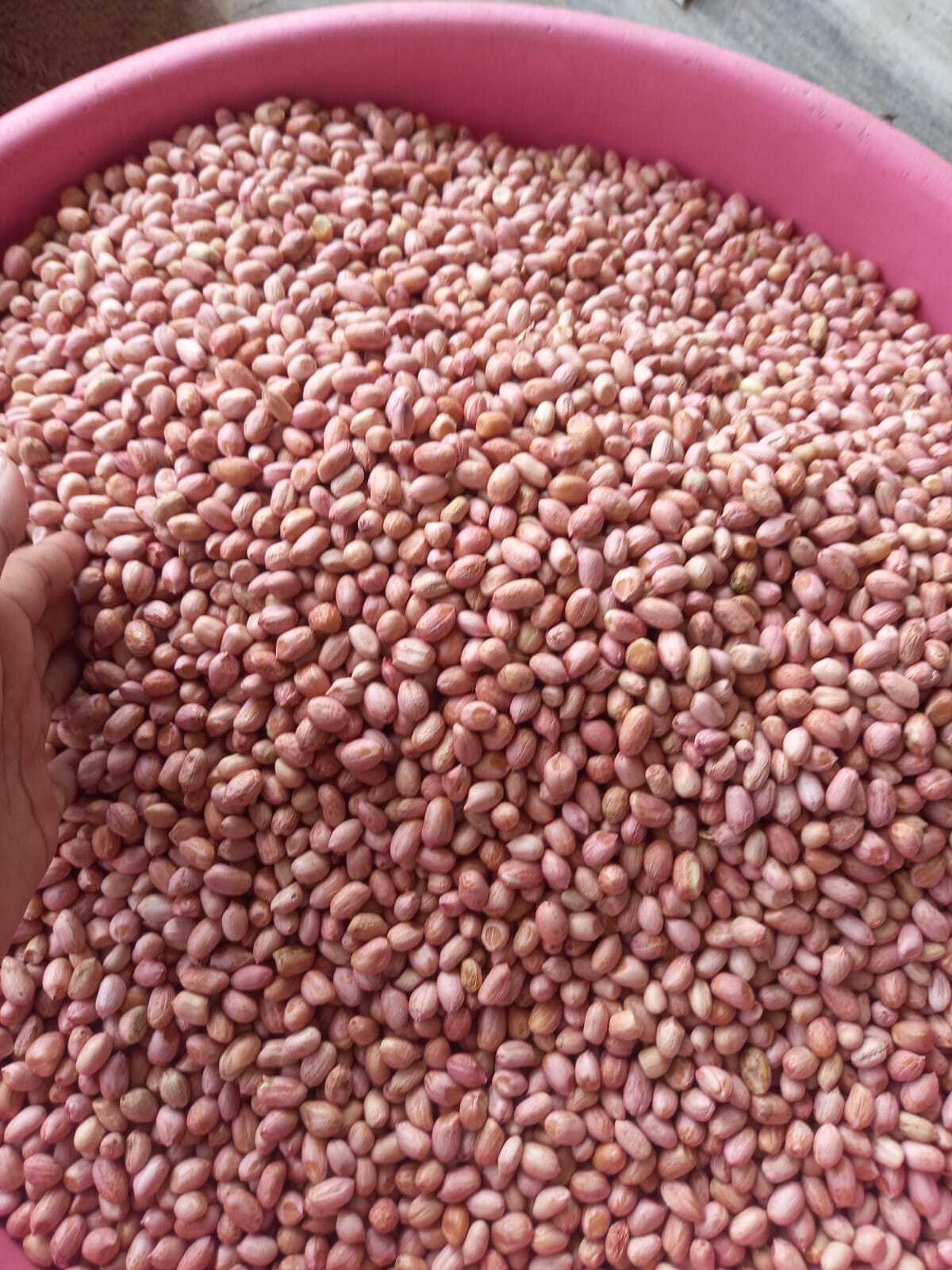 Organic Peanut/ Groundnut Seeds
