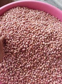 Organic Peanut/ Groundnut Seeds