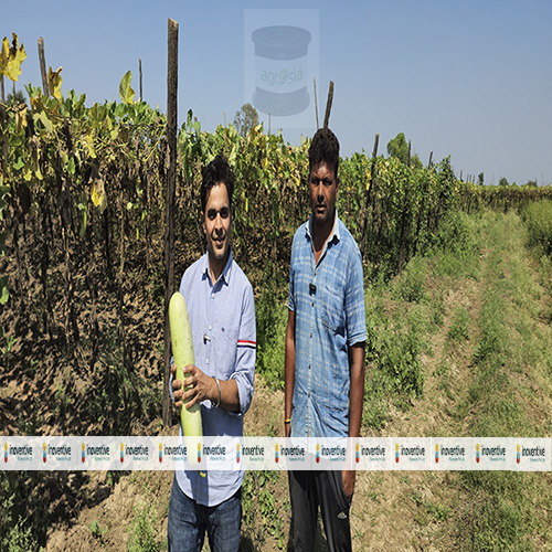 Agrosia Pet Wire for Mandaps, Mandava and Machans