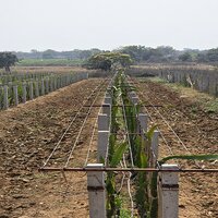 4.0mm Agrosia Pet Wire for Double Trellis system for Dragon Fruit