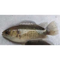 Koi Fish - Boneless, Preserved In Oil , Fresh Pieces Packaged In Drum For Easy Cooking And Delicious Meals