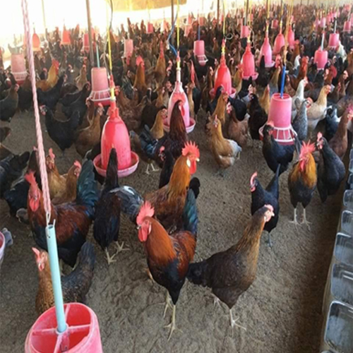 Different Available Gavran Chicken