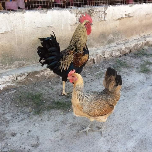 Different Available Poultry Farm Gavran Chicken