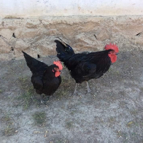 Different Available Poultry Farm Gavran Cross Chicks