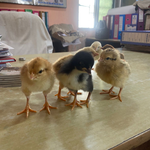 Different Available Poultry Gavran Cross Chicks