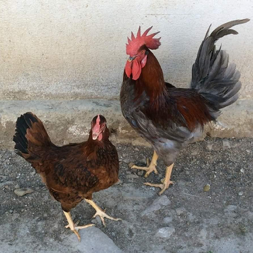 Different Available Desi Hen Chicks