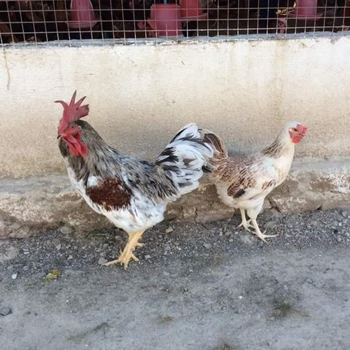 Different Available Gawran Cross Chicks