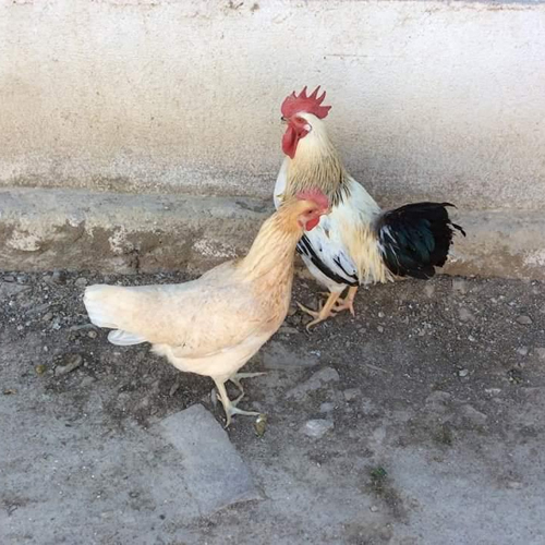 Different Available Kaveri Breed Chicks