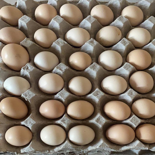 Gavran Chicken Eggs Egg Size: Customized