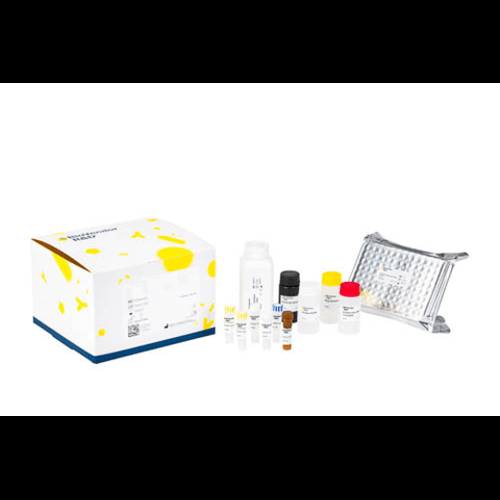 Biovendor Irisin Elisa Kit