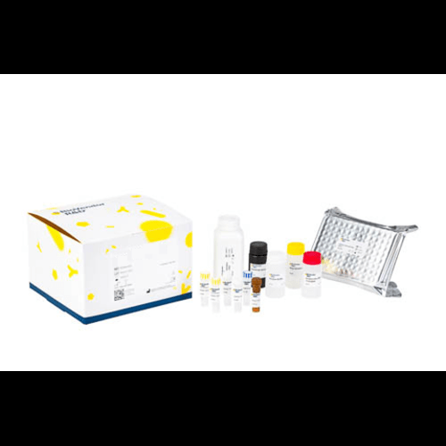 Biovendor Human MMP 2 [Metalloproteinases] Elisa Kit