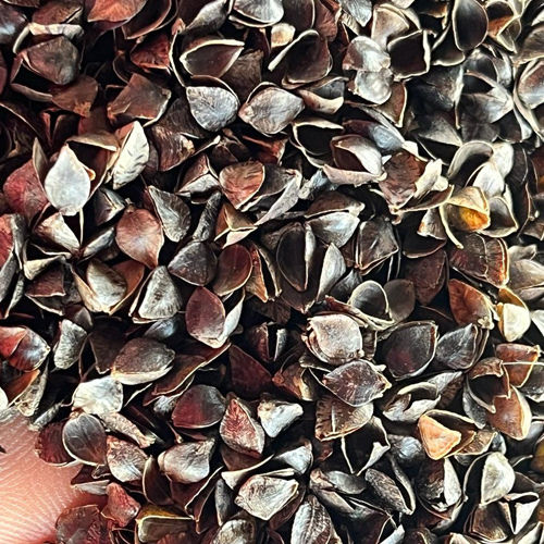 Common Buckwheat Husk- Hull