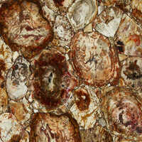 Petrified Wood Marble - 18mm Thickness, Polished Finish, Various Sizes | Elegant Brown Color With Unique Patterns