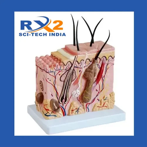 Model Enlarged Skin Block For Medical Student