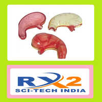 Human Stomach Model - Advantage: For Math Student