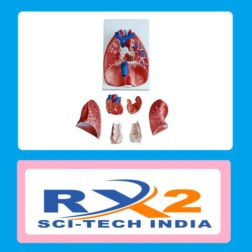 Larynx Heart And Lungs Model For Medical Student