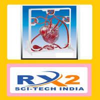 Human Pumping Heart - Advantage: For Medical Student