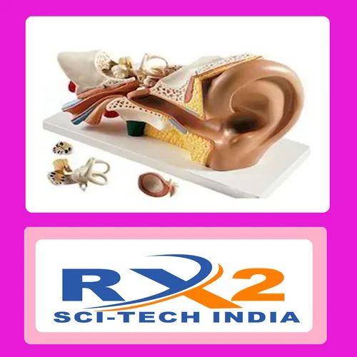 Giant Size Ear Model For Medical Student