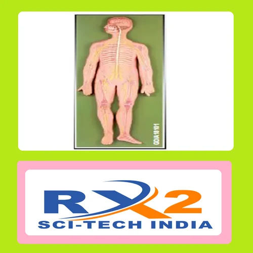 Sympathetic Nervous System For Medical Student