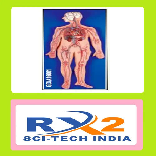 Human Circulatory System For Medical Student