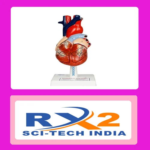 Human Heart Model For Medical Student