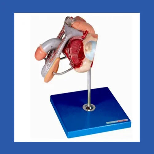 Male Genital Organs Model For Medical Student