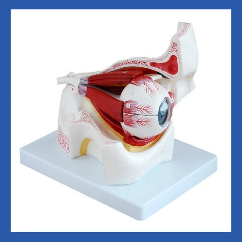 Eye With Orbit Model For Medical Student