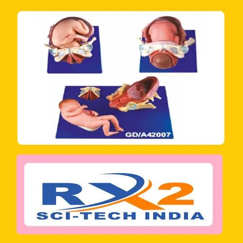 Demonstration Model Of Child Birth For Medical Student