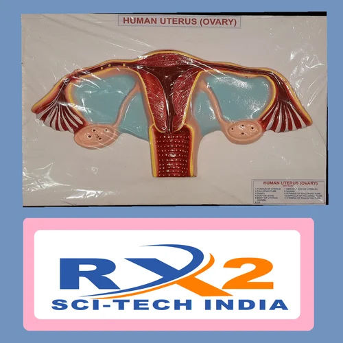 Human Uterus Model For Medical Student