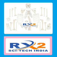 200 Bones Disarticulated  Skeleton For Medical Student