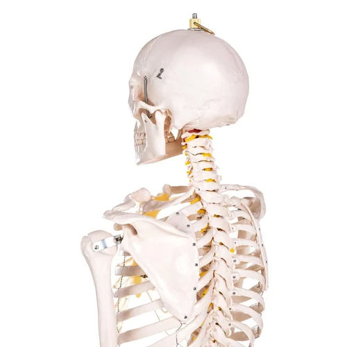 Female Skeleton For Medical Student