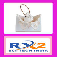 Birth Demonstration Model For Medical Student