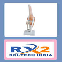 Knee Joint Model - Pvc Material, White Color | Educational Tool For Medical Students