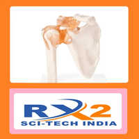 Shoulder Joint Model For Medical Student