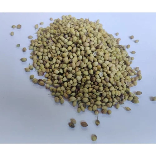 SRK Royal Coriander Seed