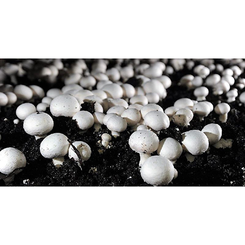 White Organic Button Mushroom