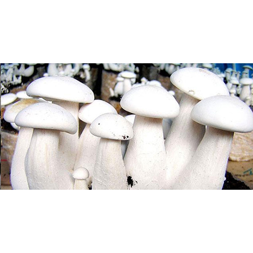 Best Milky Mushroom - Fresh Organic Variety, Natural Size, Stunning White Color, Customizable Weight Options | Delectable Taste, Excellent Nutritional Benefits