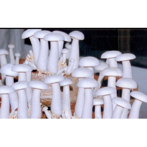 Fresh Milky Mushroom - Food Grade Organic, Natural Size, White Color | Fresh Harvested for Culinary Excellence