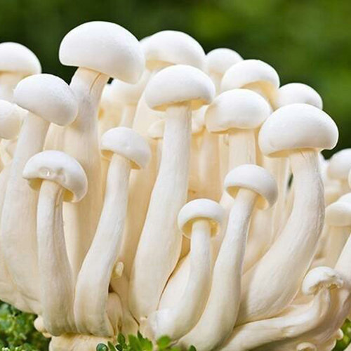 Organic White Milky Mushroom