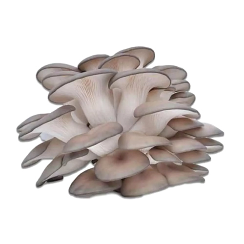 Organic Cultivated Oyster Mushroom