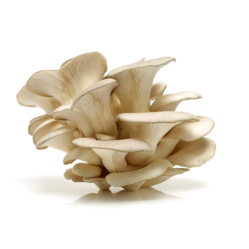 Organic Dry Oyster Mushroom