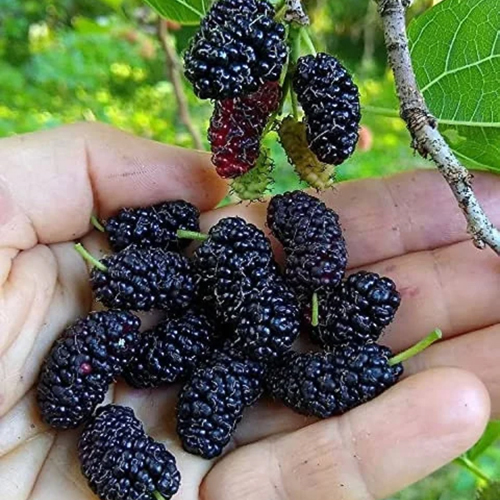 Frozen Mulberry Fruits