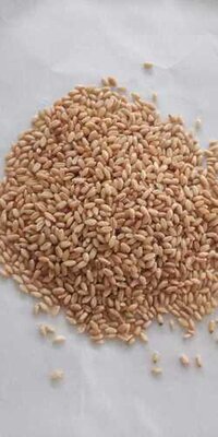 Organice Wheat Whole - Color: Brown