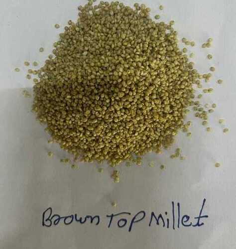 Oraganic Browntop Millet