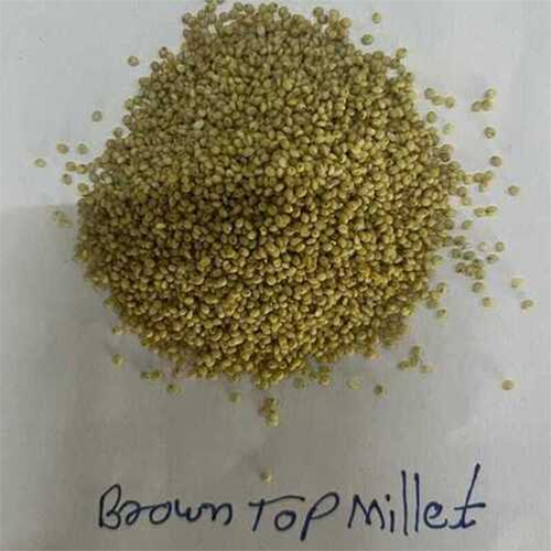 Organic Browntop Millet - Color: Green