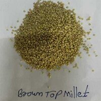 Organic Browntop Millet - Dried, 95% Purity | Green Color, Crop Year 2023, Certified Organic, Sourced From Reputable Suppliers