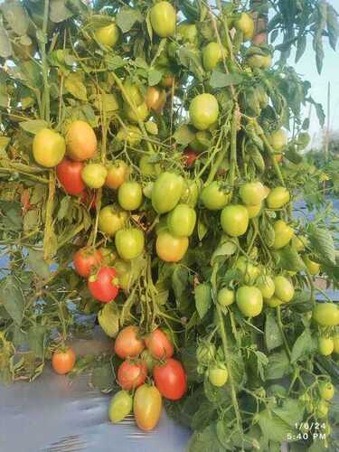 LS3038 Hybrid Tomato Seeds