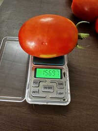 LS3038 Hybrid Tomato Seeds